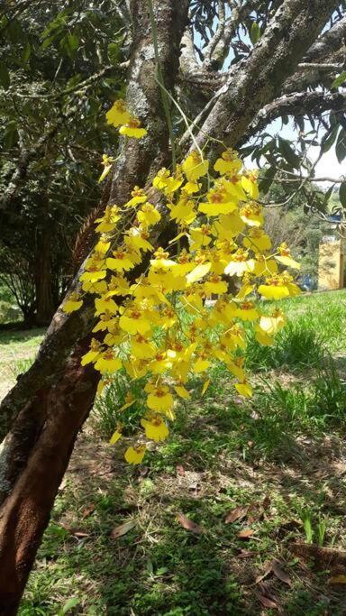 Bed & Breakfast Recanto Do Ipe Extrema